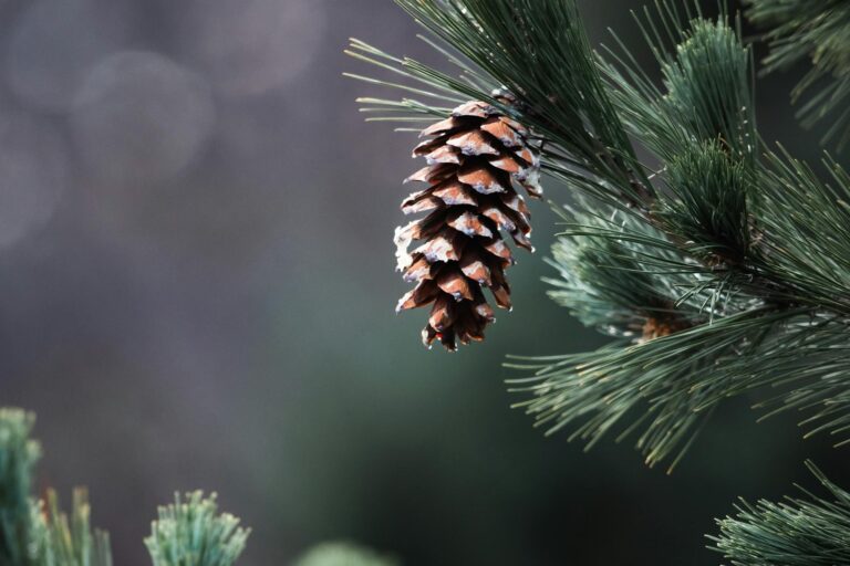 featured-image