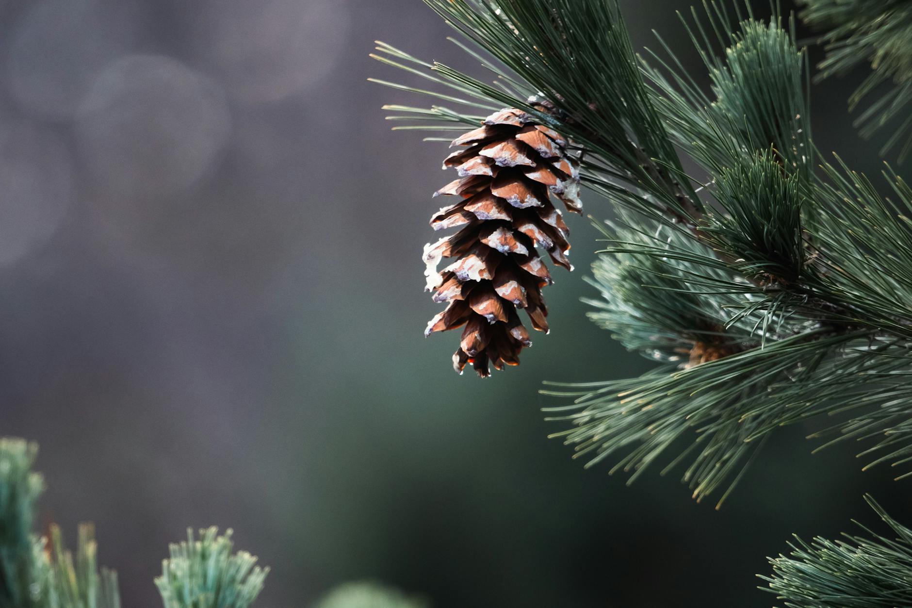 featured-image
